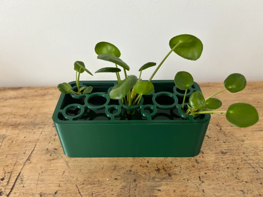 Caja organizadora de esquejes