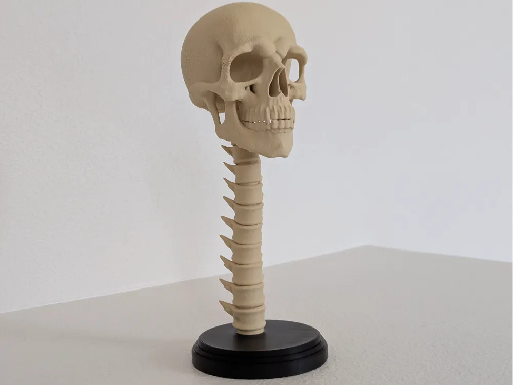 Cráneo y Columna Con Base